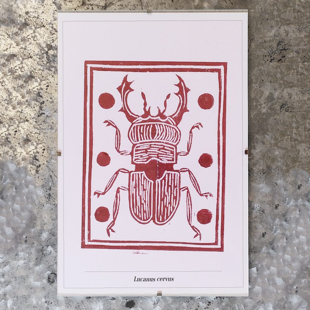 leo badiali linogravure insectes série hexapoda 2